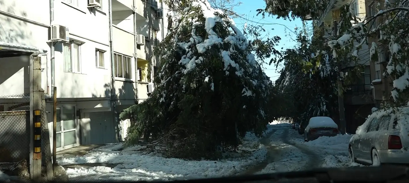 Стотици служители на горските и ловни стопанства се включиха активно в премахването на щетите