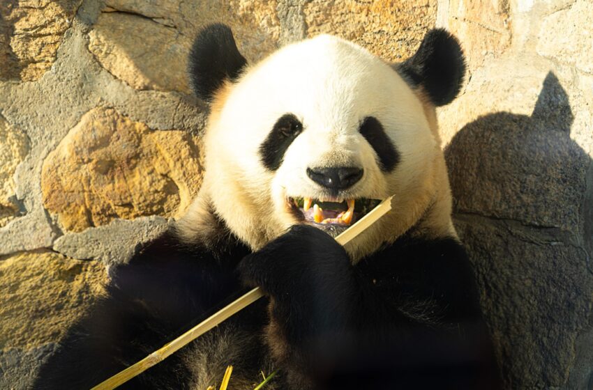 Коя панда е най на сърце на китайците
