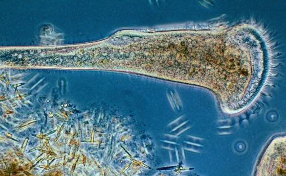 Микроорганизъм от Черно море може да се използва за ваксини
